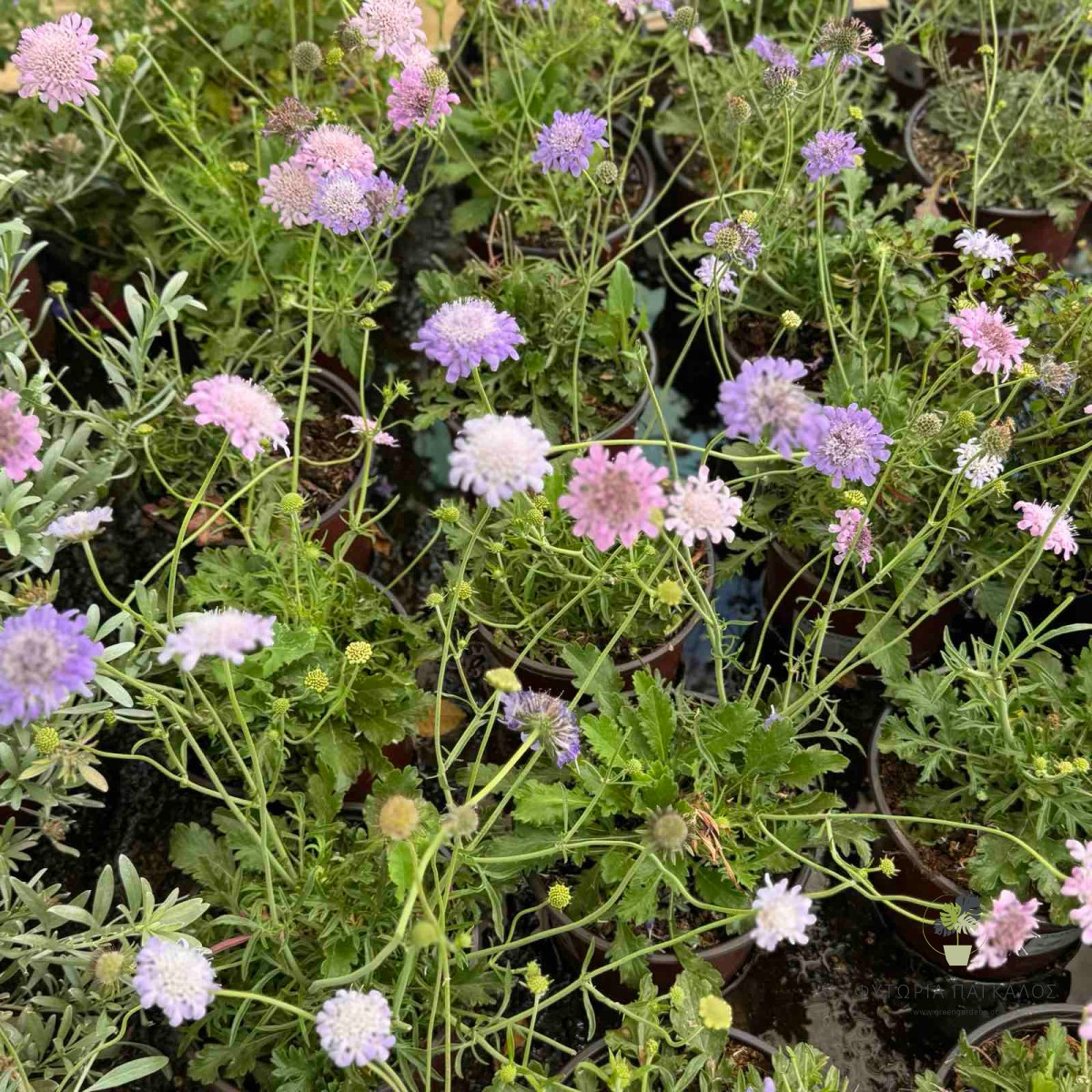 Σκαμπιόζα (Scabiosa spp.) | Πολυετές Ανθοφόρο Φυτό με Μεγάλη Διάρκεια Ανθοφορίας - 2